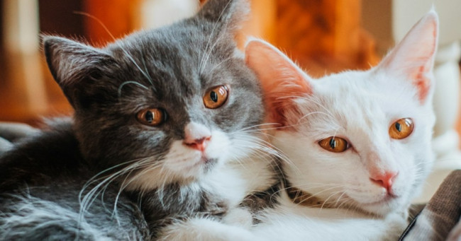 How do you prefer to communicate with your cat?