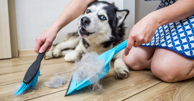 Reason for placing pet's food on a small stool?