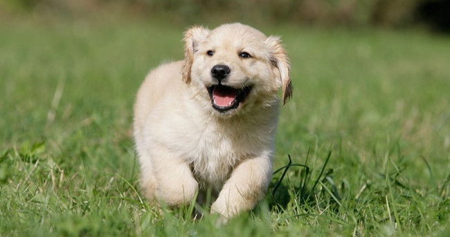 What you will use for the hair of pets?