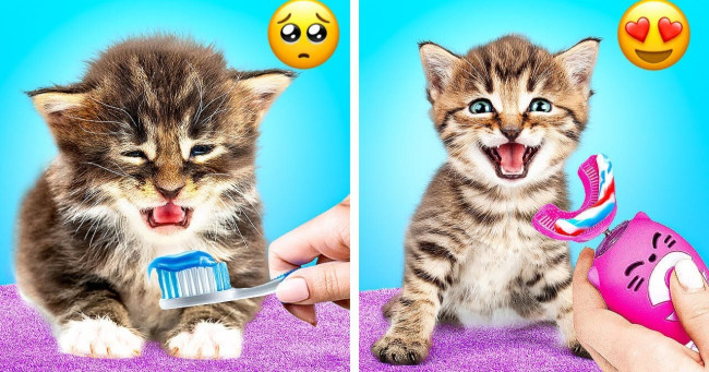 How well do you know about cleaning the teeth of pets?