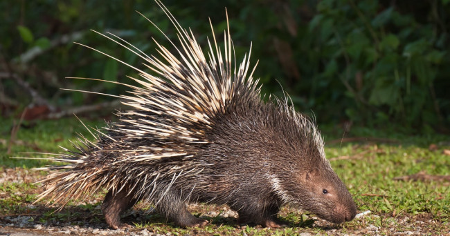 What will be your primary defense mechanism against porcupine?