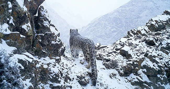 What to do when confronted by a snake?