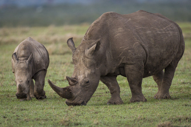 How should you respond if a mountain Cheetah attacks?