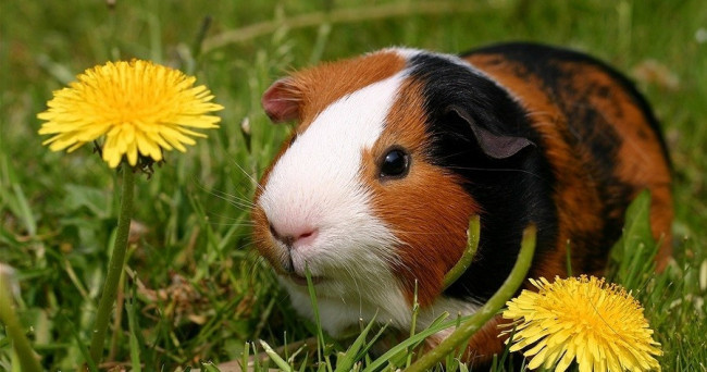 Are you an introvert or an extrovert?