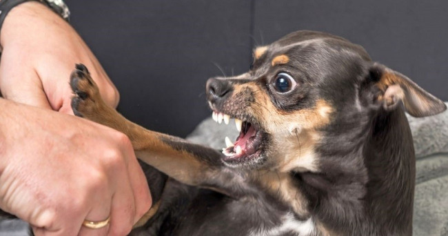 Your dog follows you where ever you go?