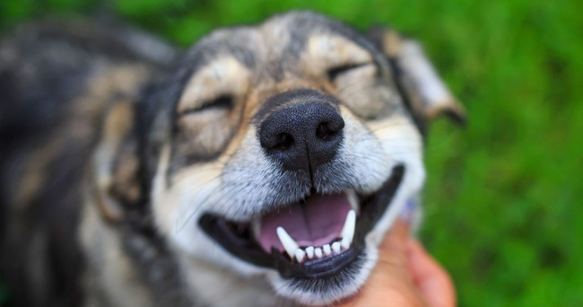 Does your dog crave attention from you?