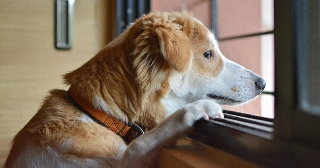 Has your dog ever been aggressive with you?